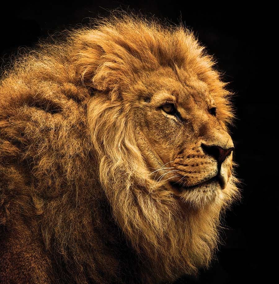 Поздравление Льва с днем рождения