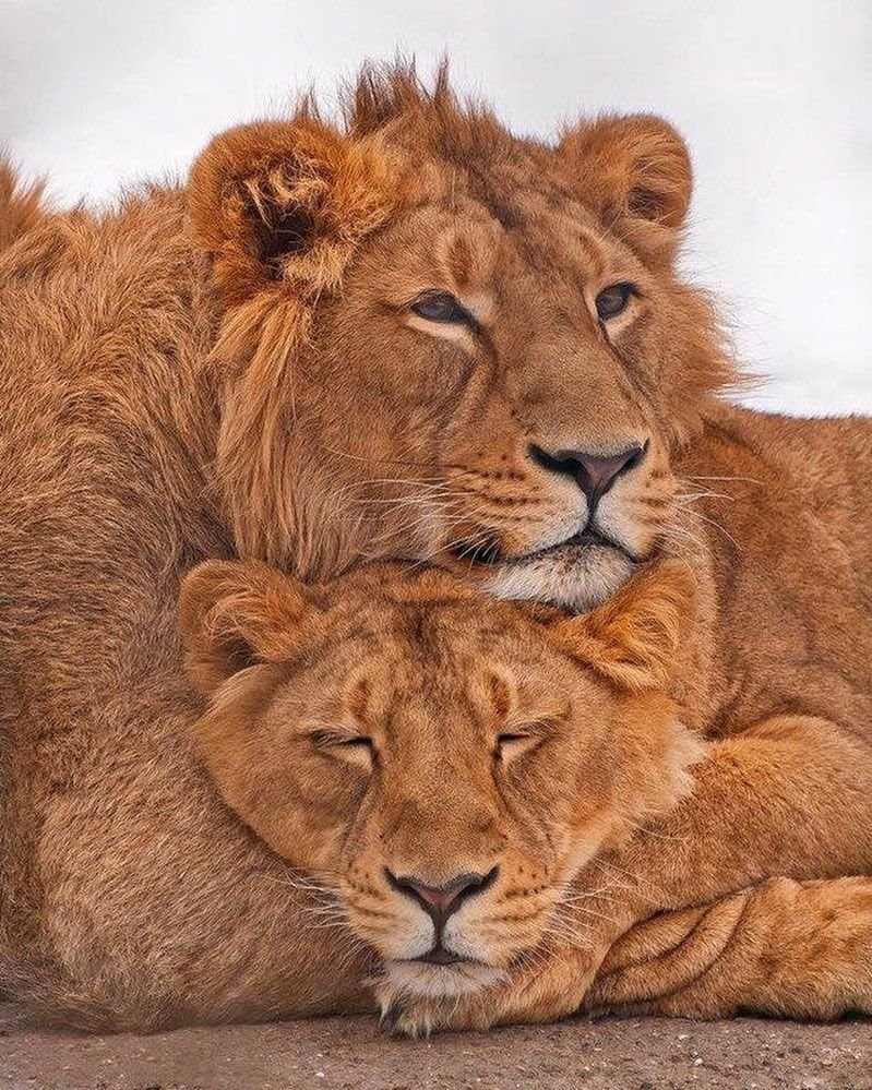 Львы обнимаются