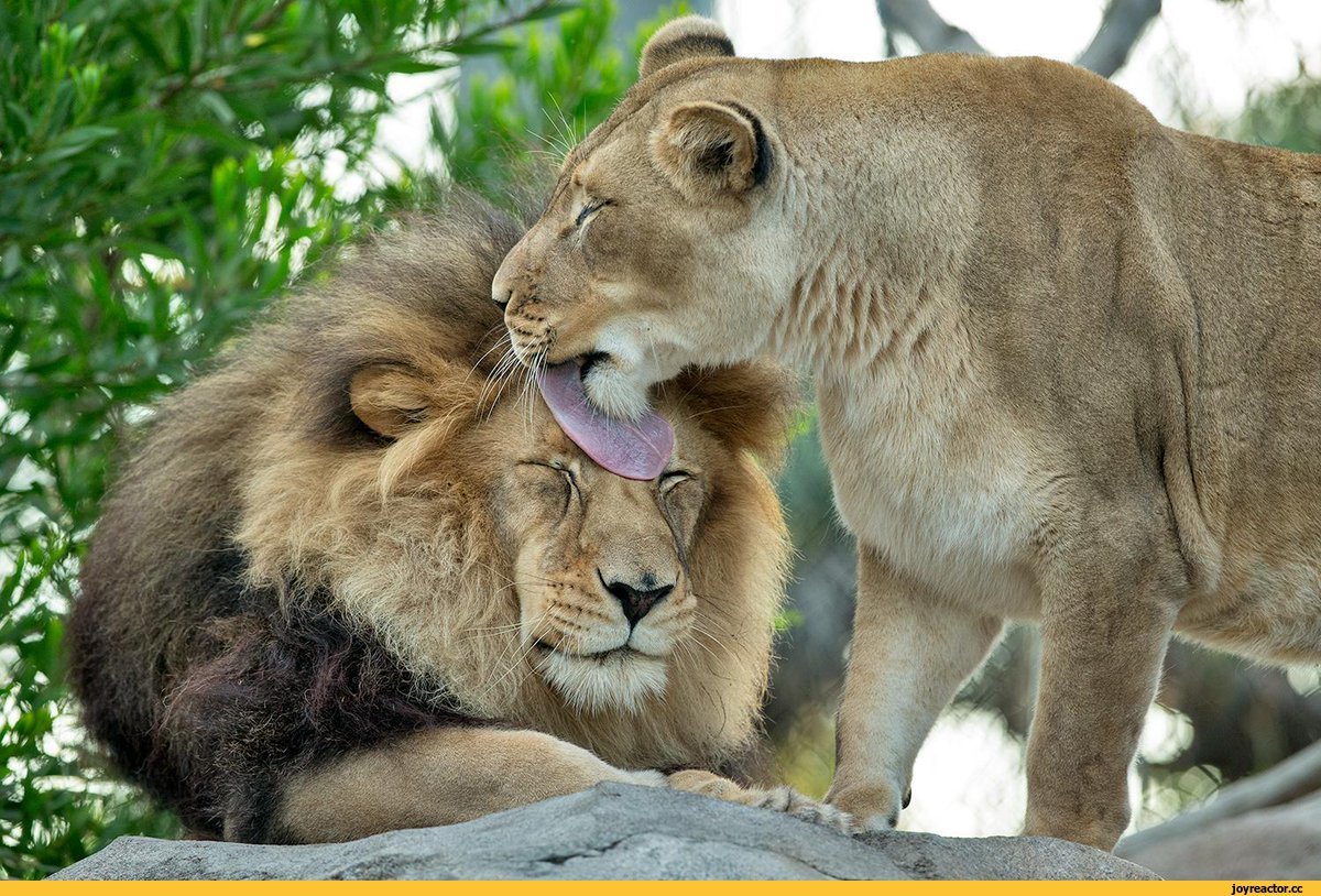 Лев облизывает львицу