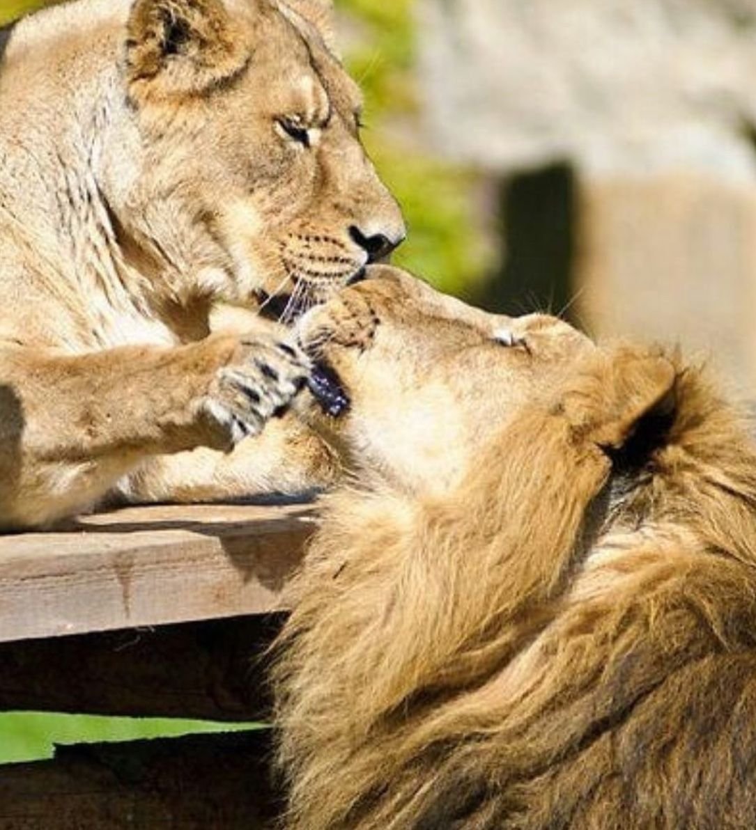 Влюбленные львы