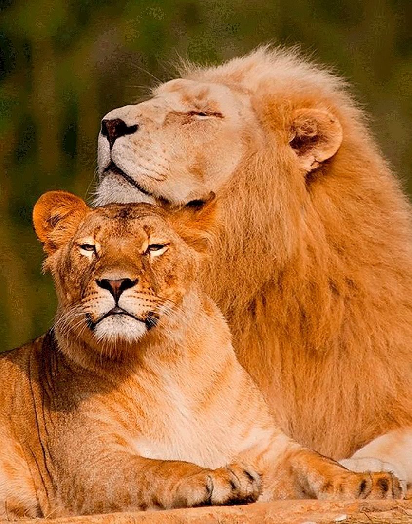 Лев и львица