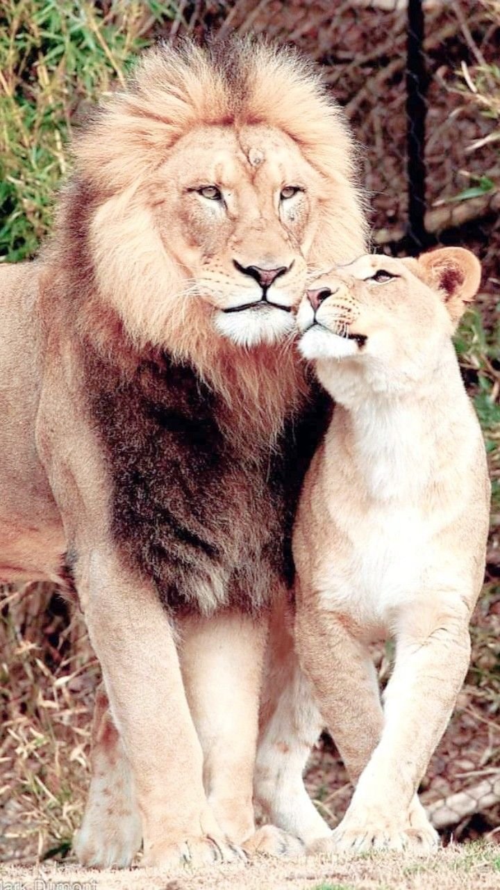 Львиное семейство