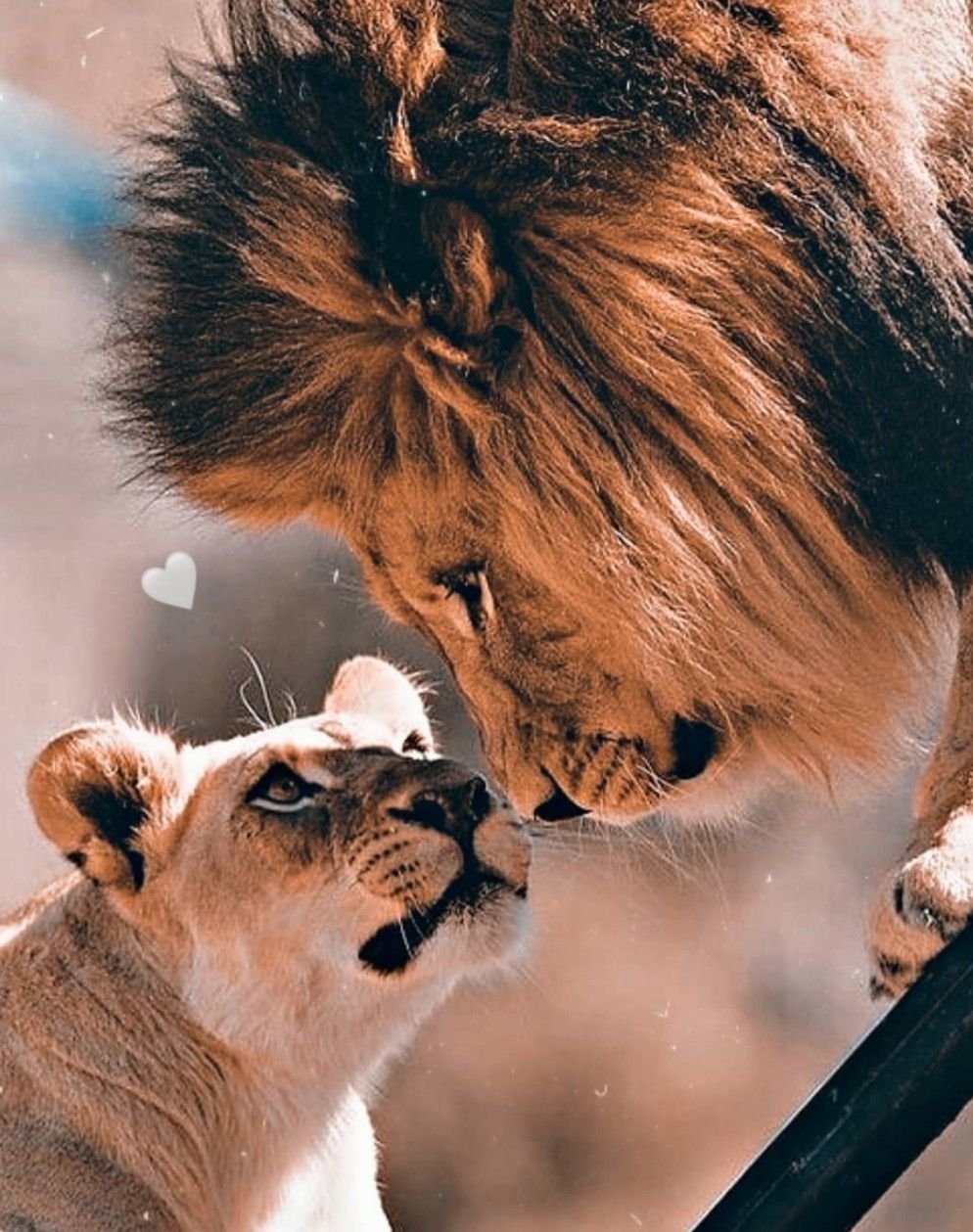 Львы сегодня