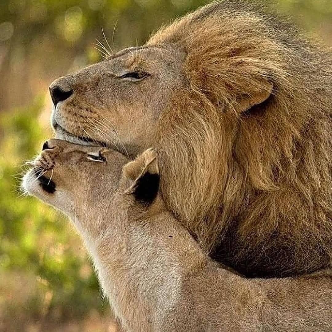 Нежность животных