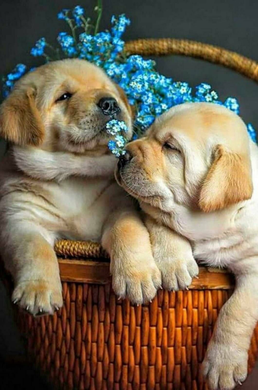 Доброе утро корги