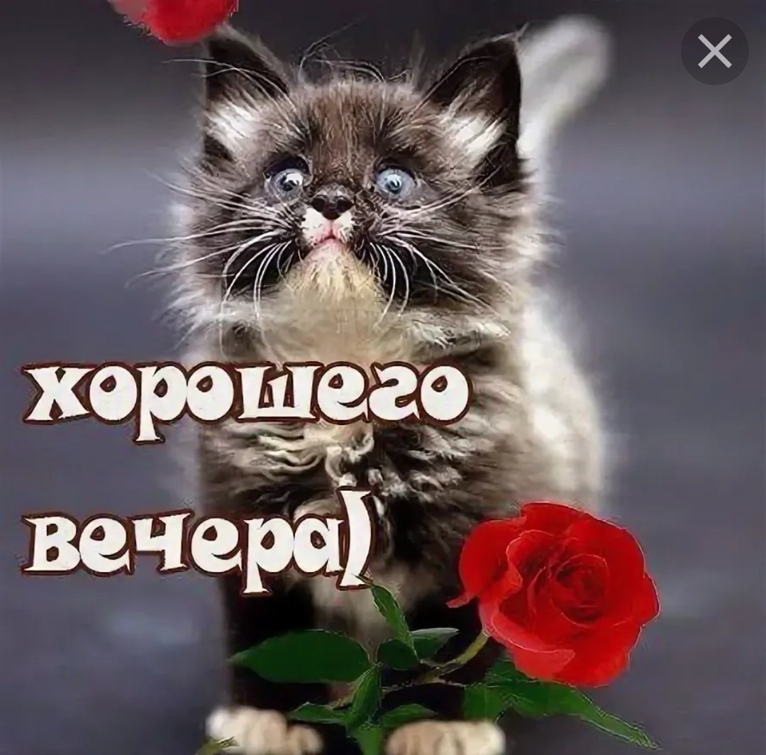 Нежные цветы с котятами