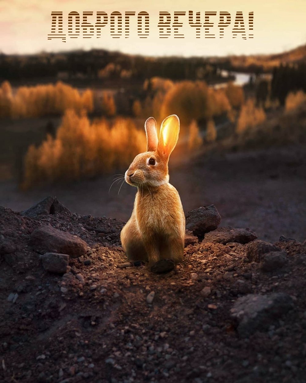 Хорошего вечера с животными