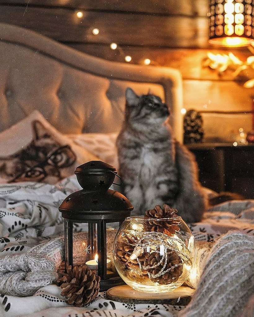 Добрый вечер с котиками