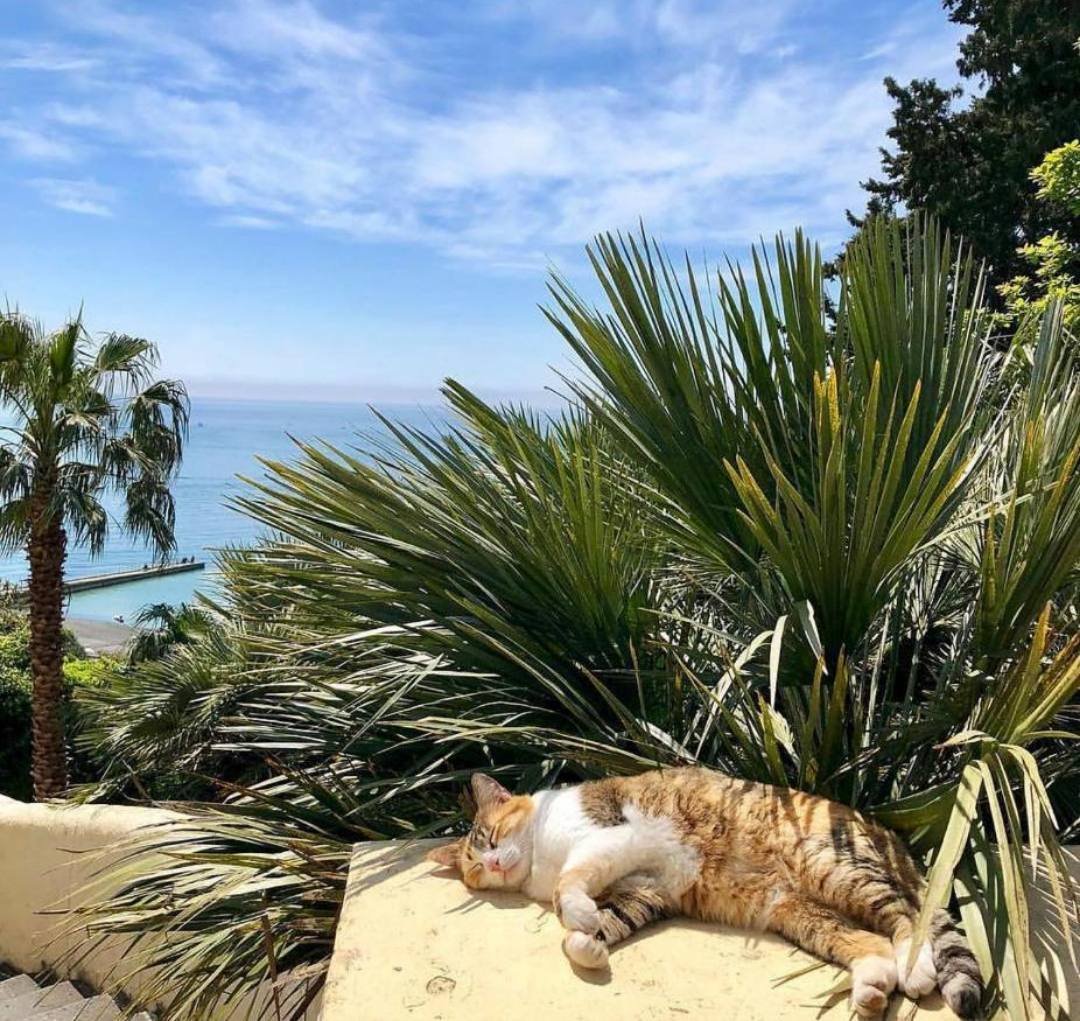 Кот отдыхает в Италии