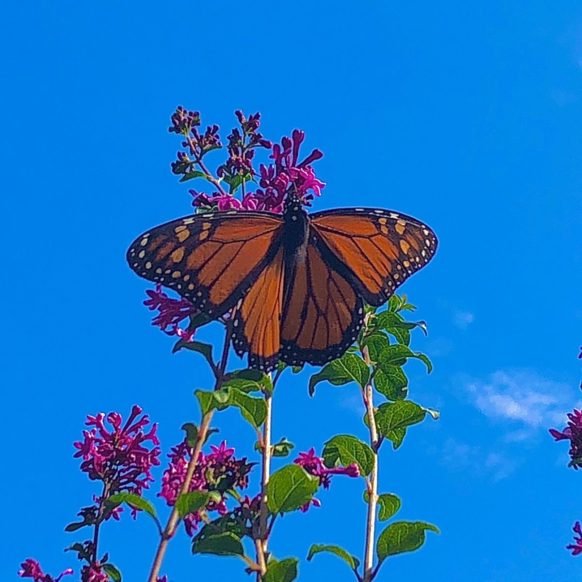 Бабочки Эстетика инди КИД