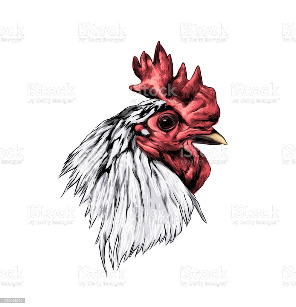 Голова петуха в профиль