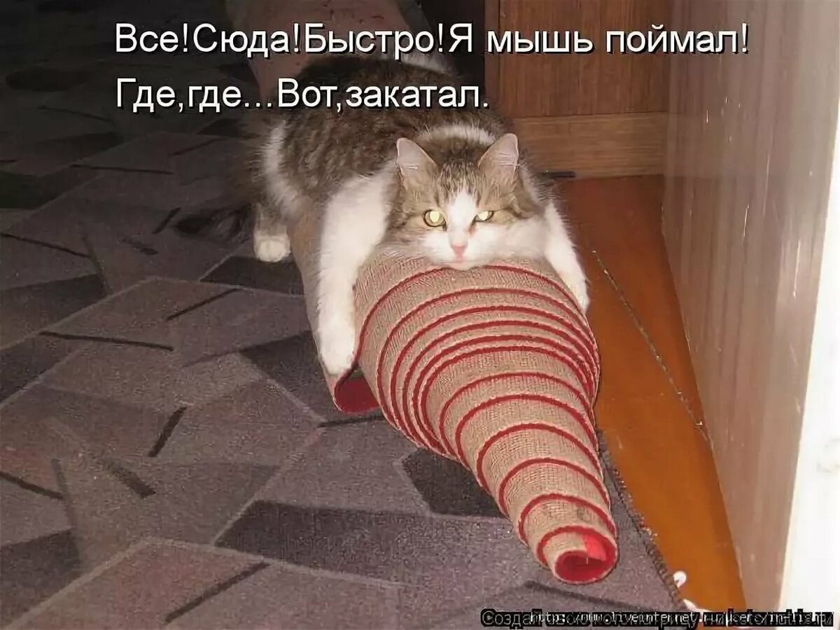 Коты приколы с надписями