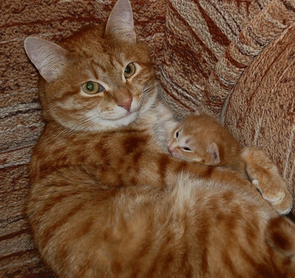 Смешные коты с надписями