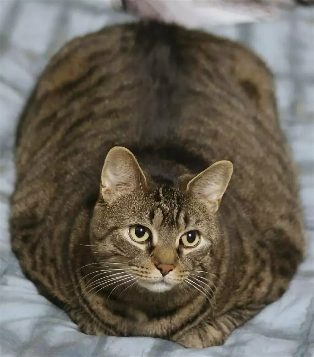 Прикольные коты с надписями