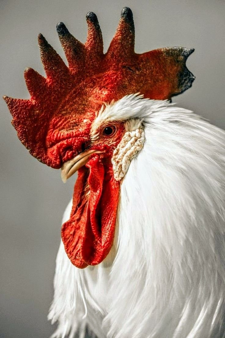 Голова петуха