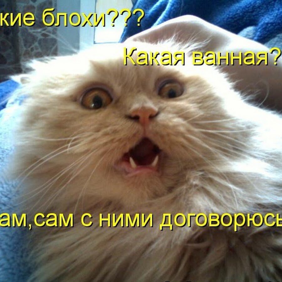 Смешные надписи с котами