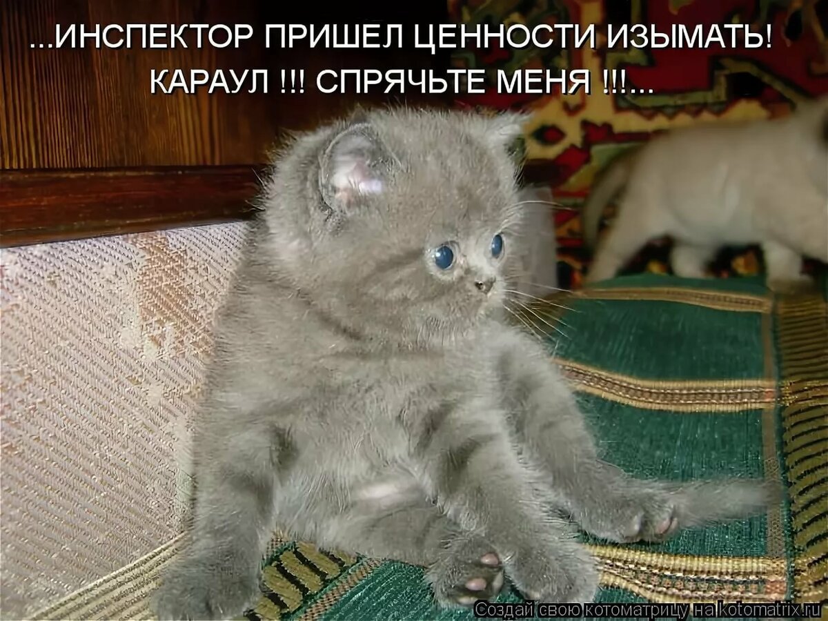 Котики с надписями
