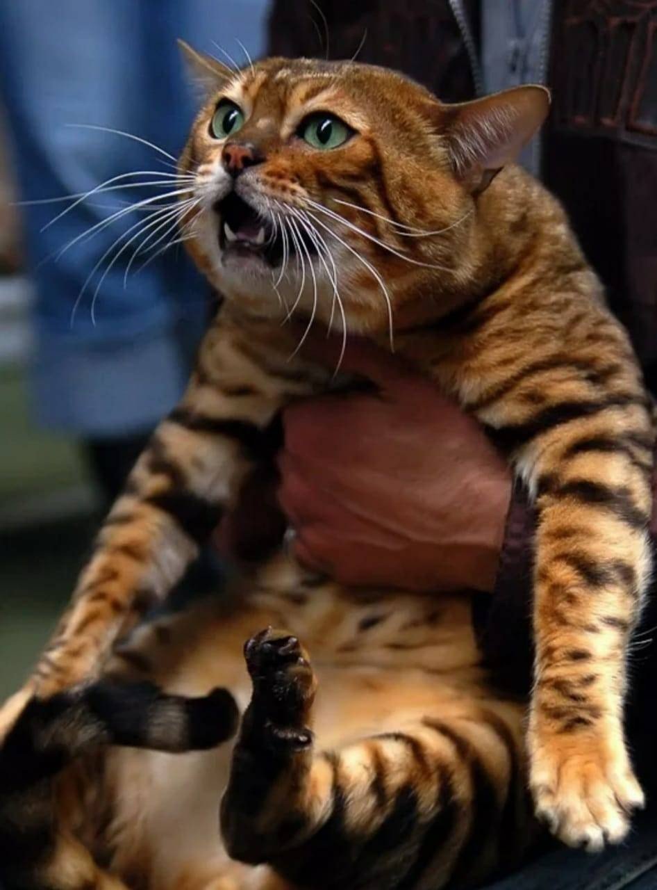 Котики с надписями