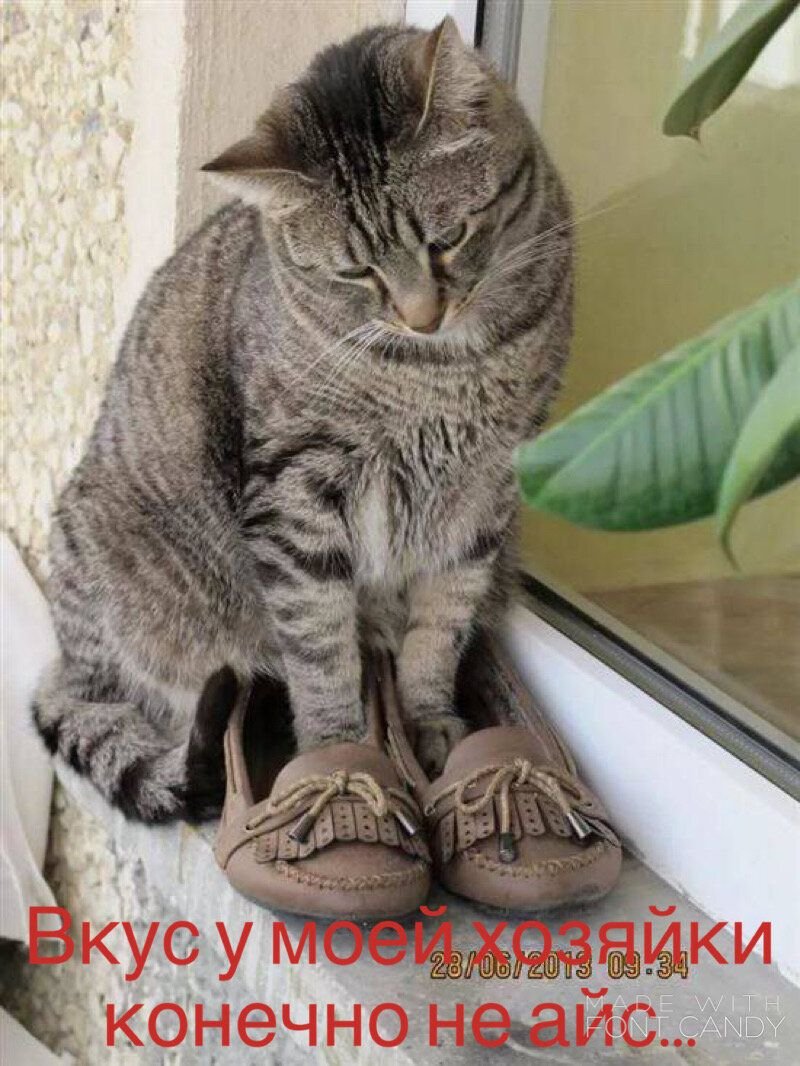 Смешные кошки с надписями