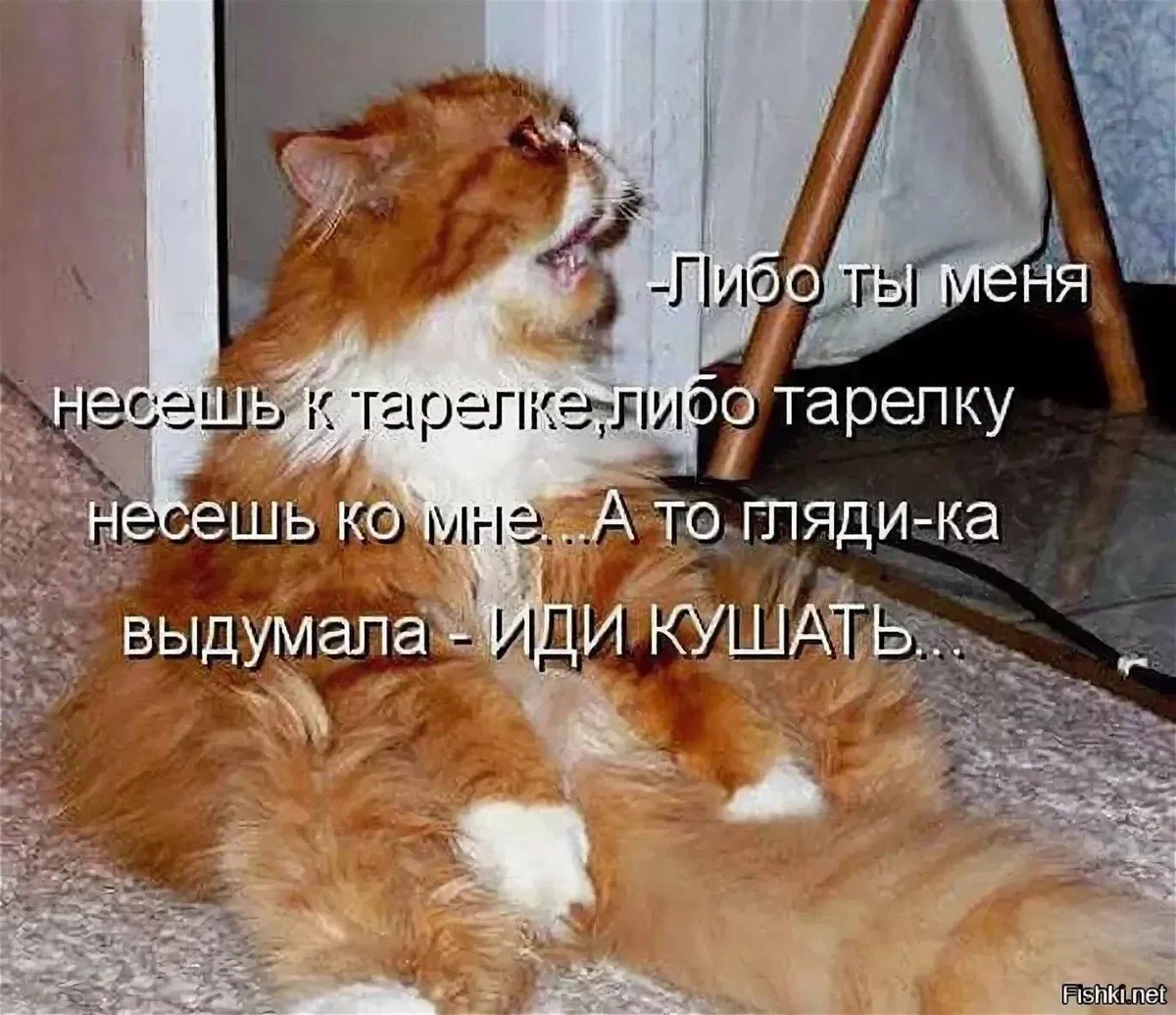 Смешные кот с написеми