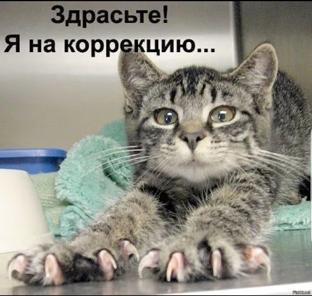 Кошачий юмор с надписями