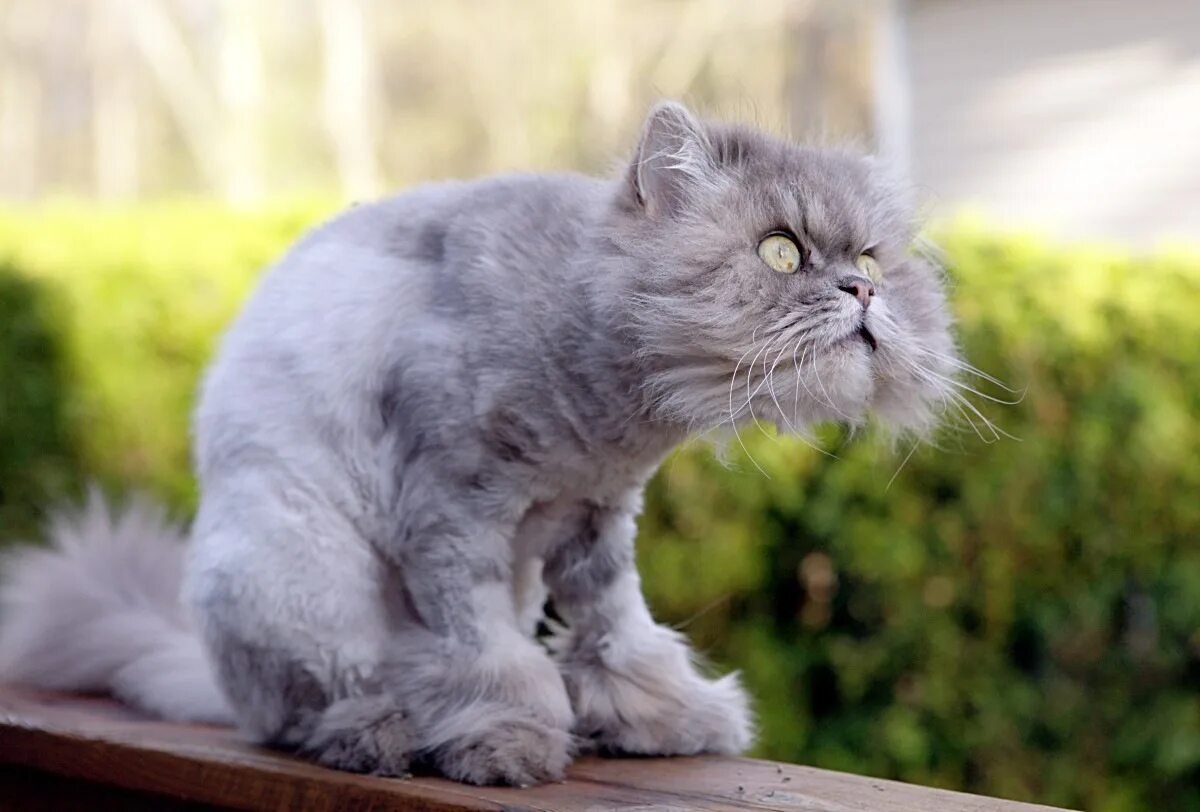 Фото котиков с надписями