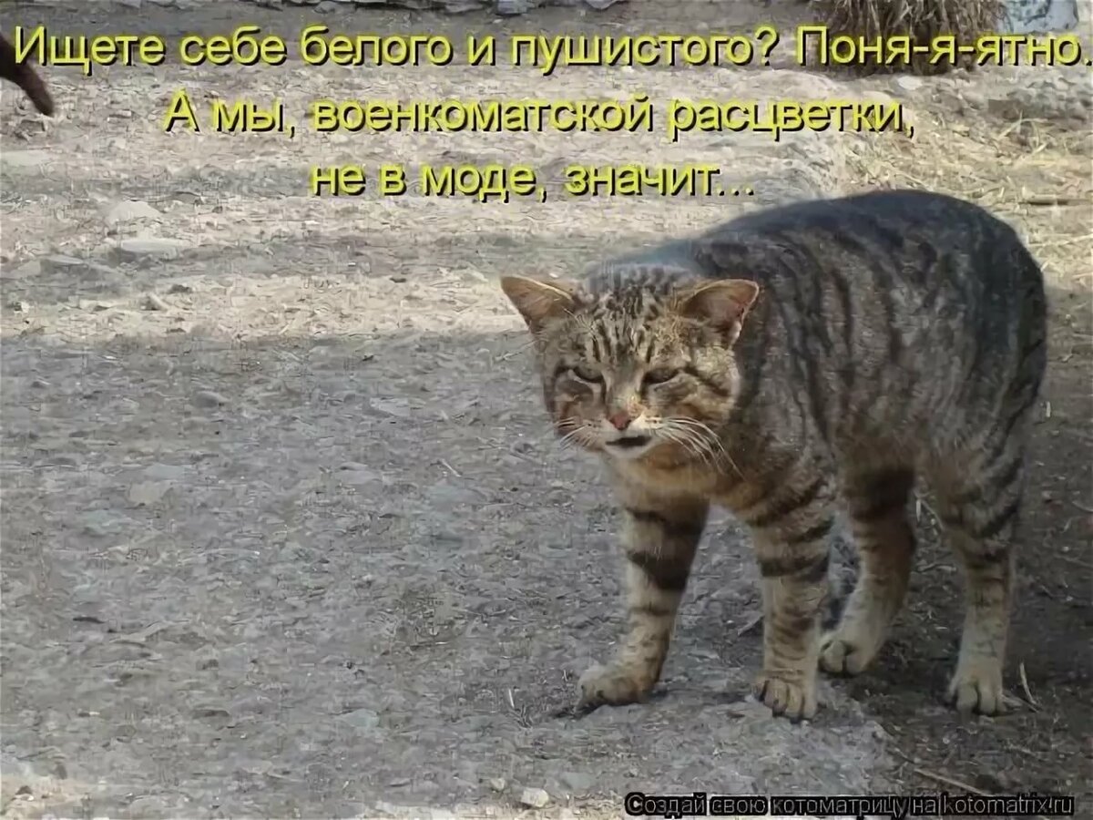 Смешные коты с надписями
