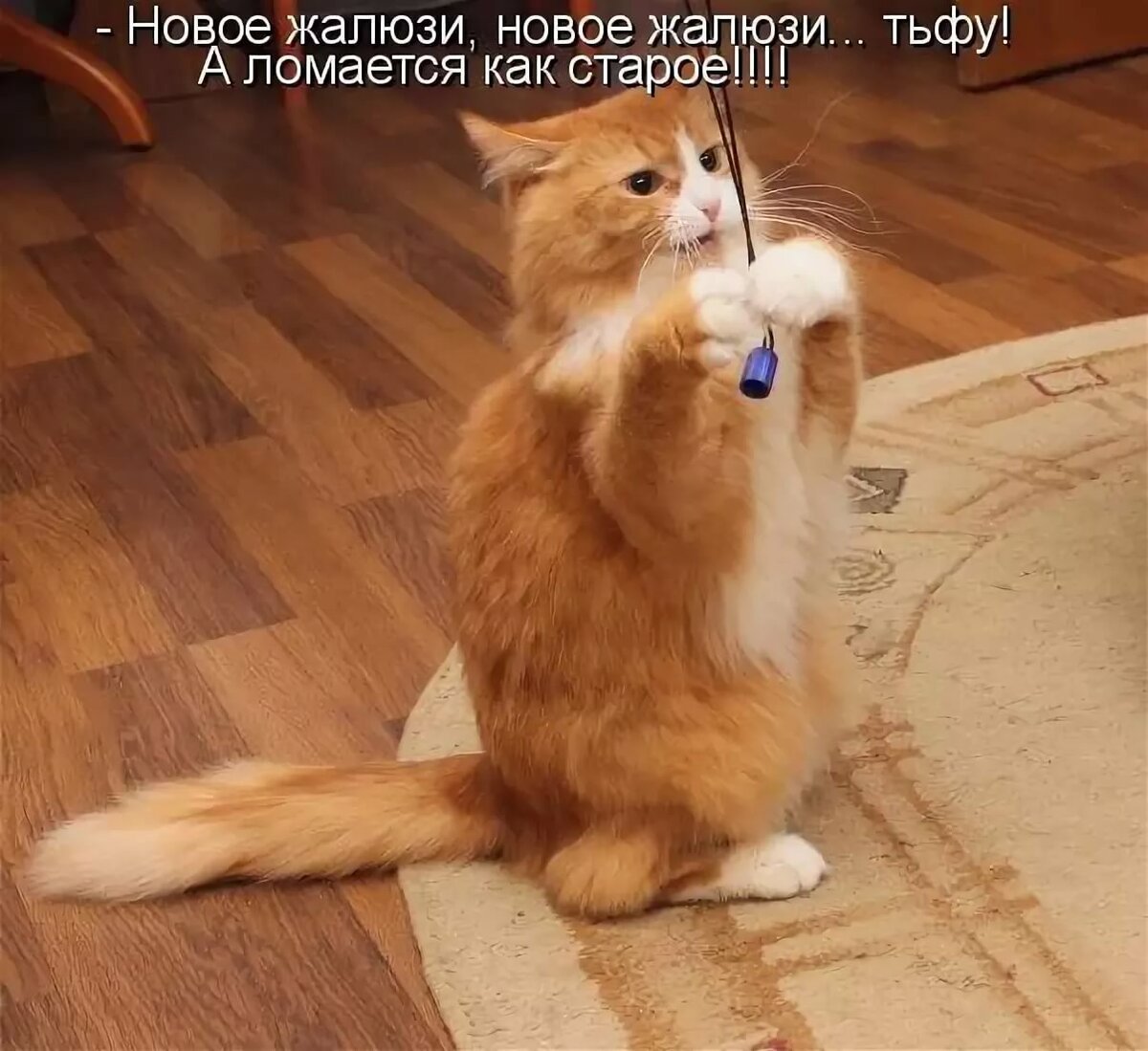 Смешные коты с надписями