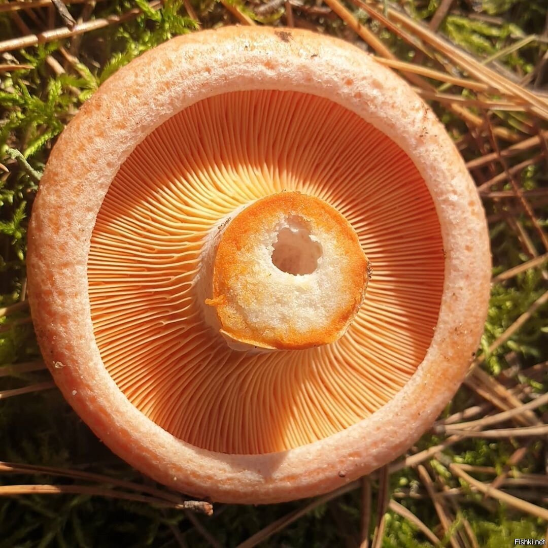 Рыжик Сосновый/Боровой (Lactarius deliciosus);