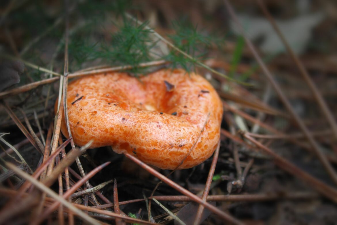 Гриб Рыжик для детей