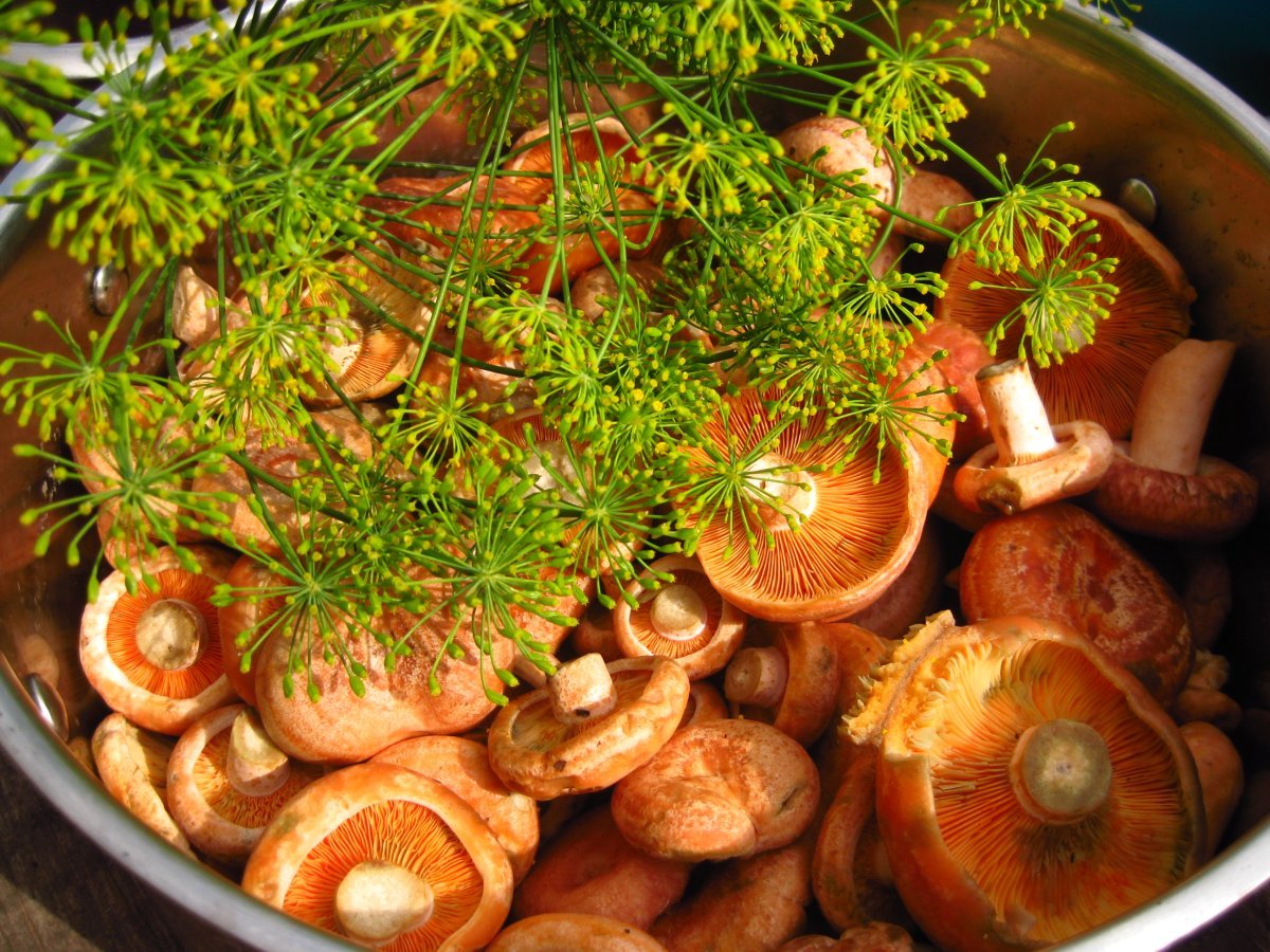 Рыжики грибы