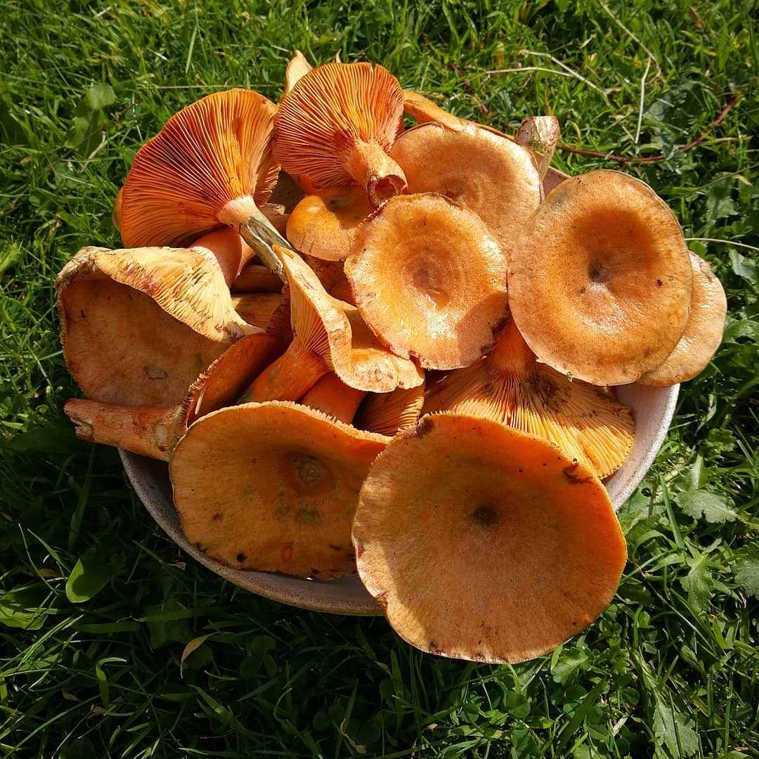Рыжик Сосновый/Боровой (Lactarius deliciosus);