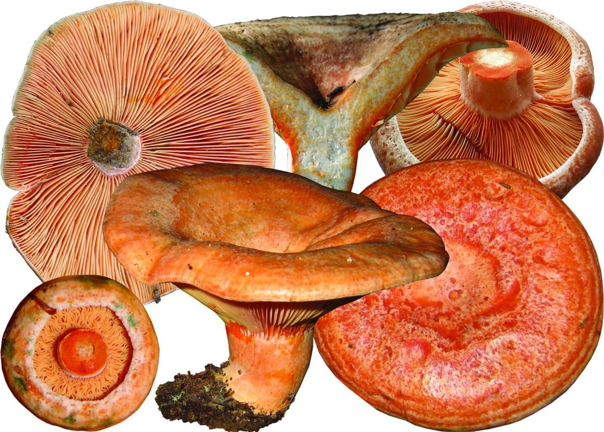 Рыжик Сосновый/Боровой (Lactarius deliciosus);