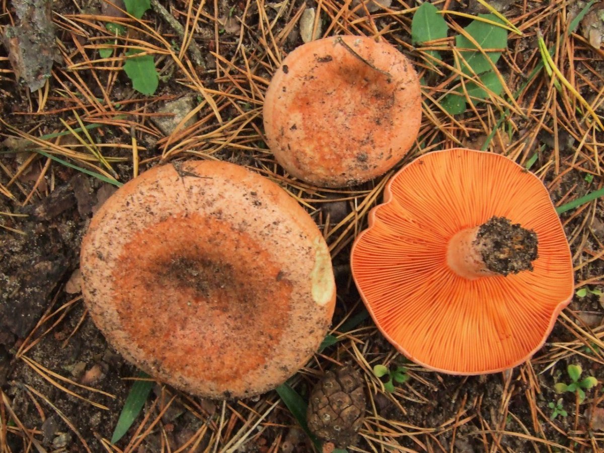Рыжик Сосновый/Боровой (Lactarius deliciosus);