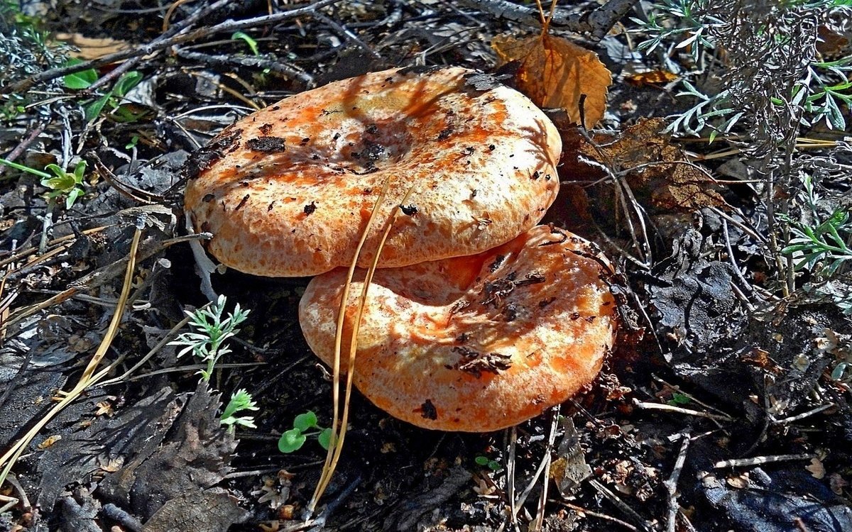 Рыжики грибы Шабурово