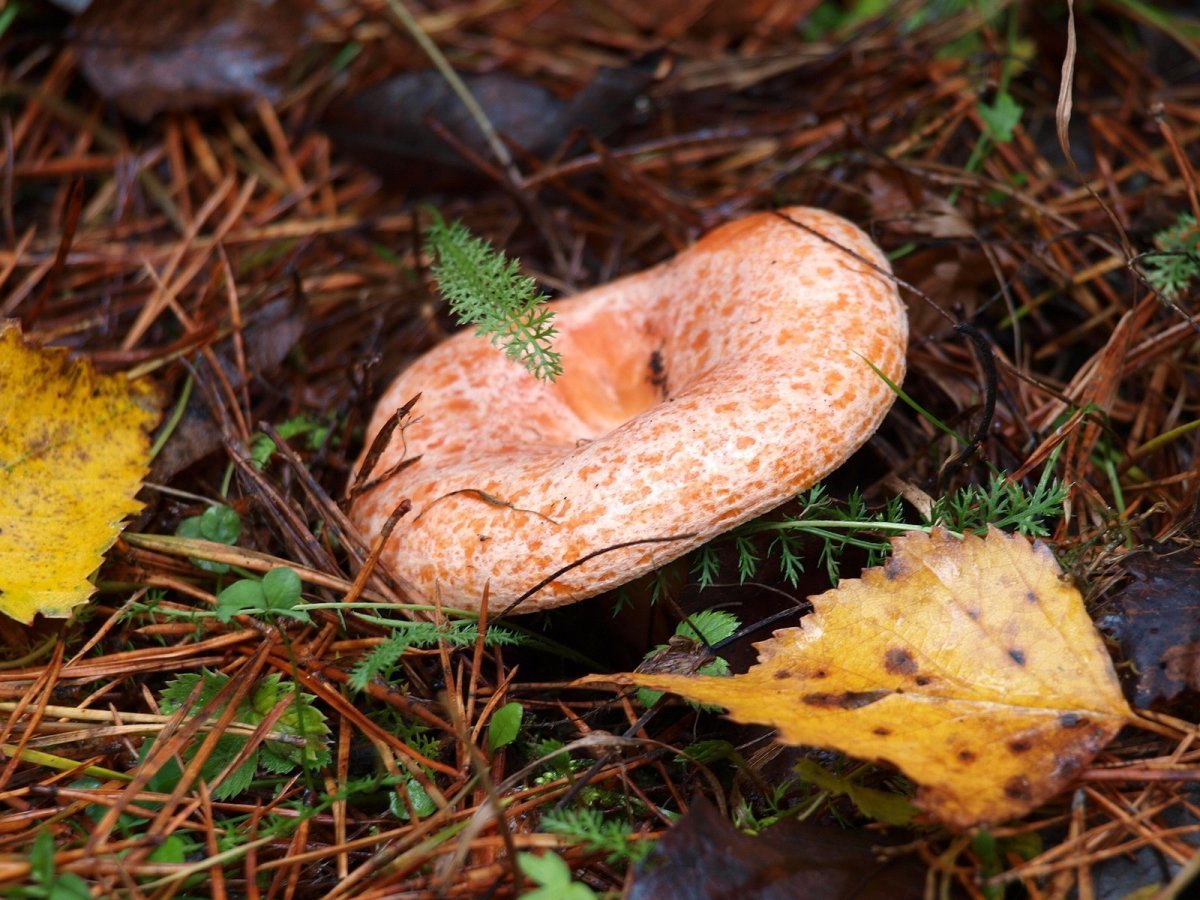 Осенние грибы рыжики
