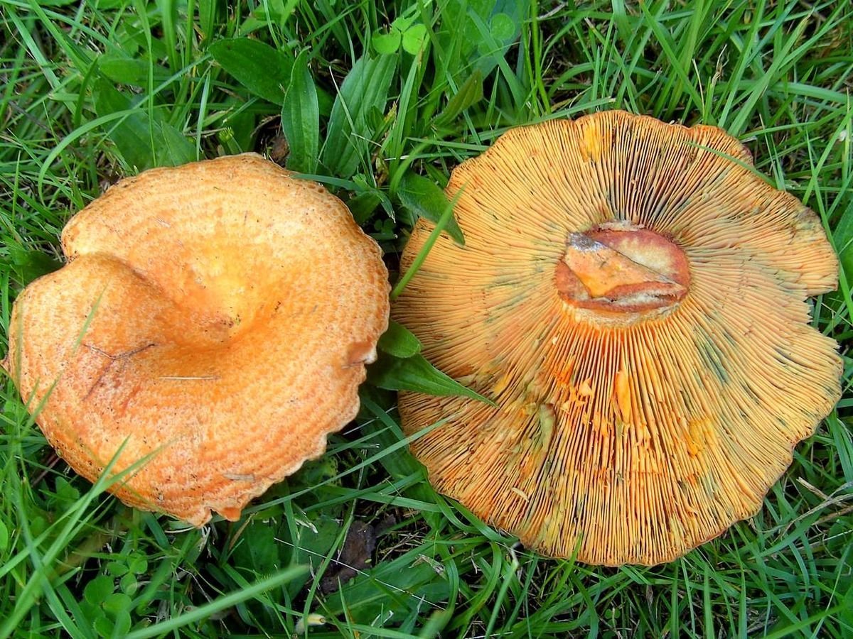 Рыжик Сосновый/Боровой (Lactarius deliciosus);