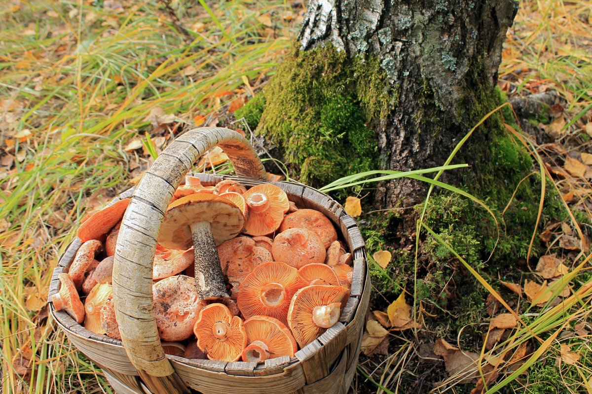 Рыжик Сосновый/Боровой (Lactarius deliciosus);