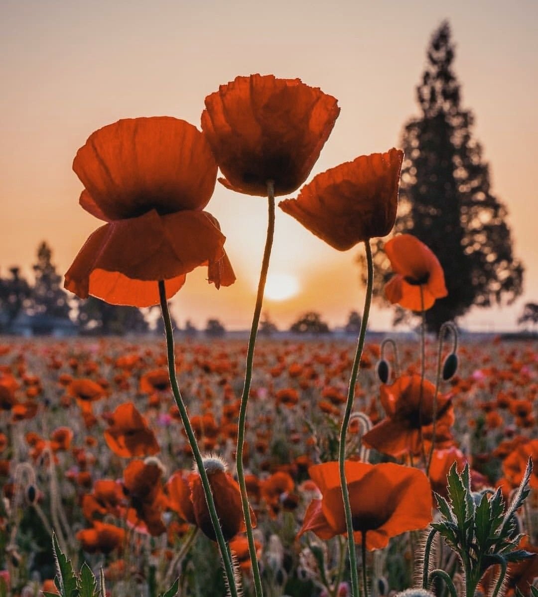 Мак масличная культура