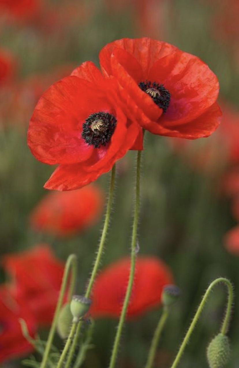 Мак цветок красивый и полезный