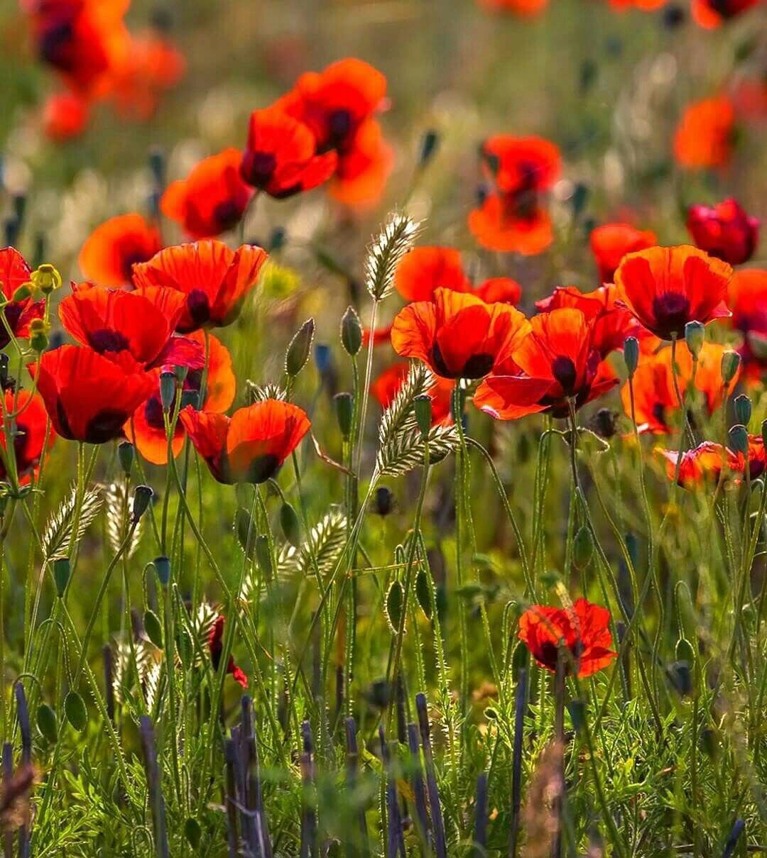 Степь маков