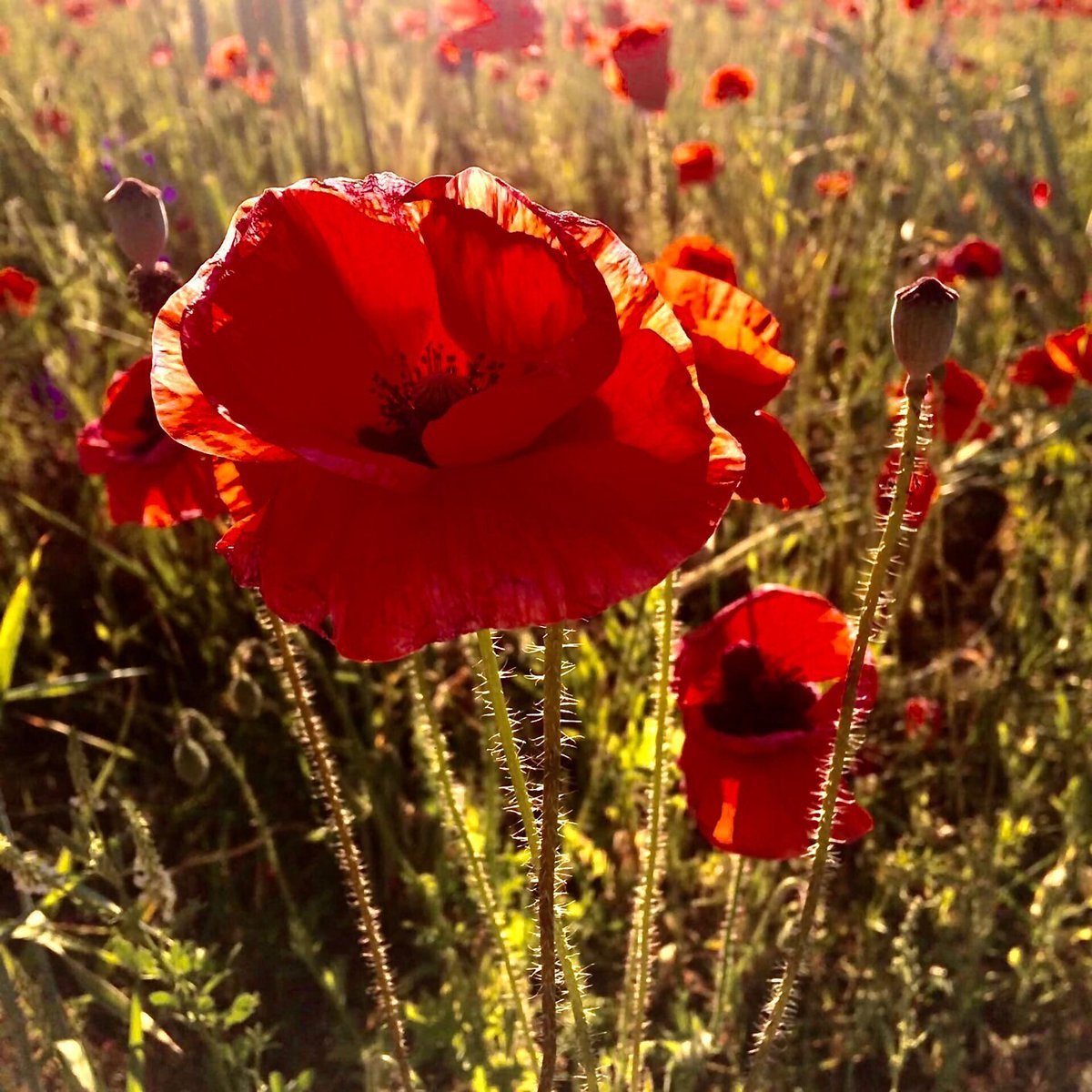 Мак снотворный красный