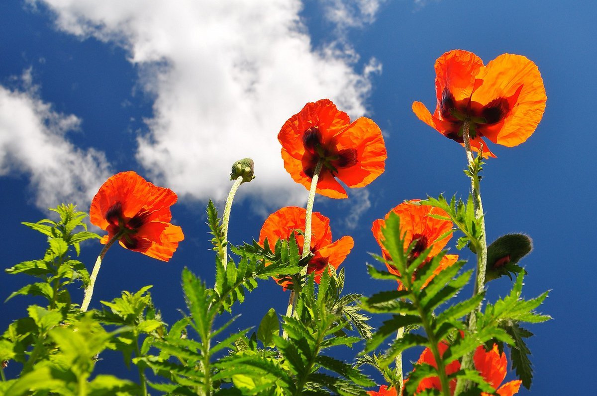 Мак цветок садовый