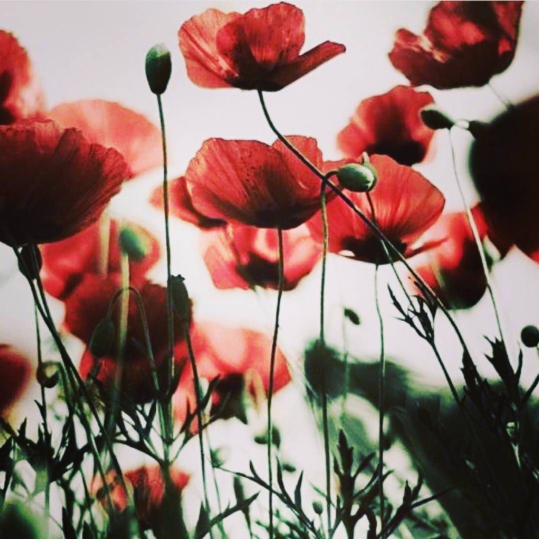 Маковое поле Эстетика