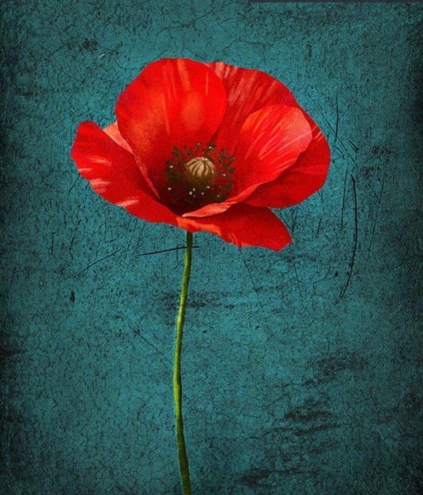 Мак цветок референс