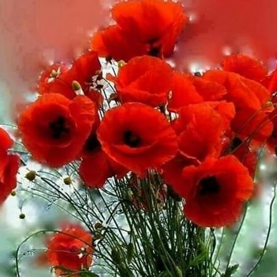 Букет красных маков