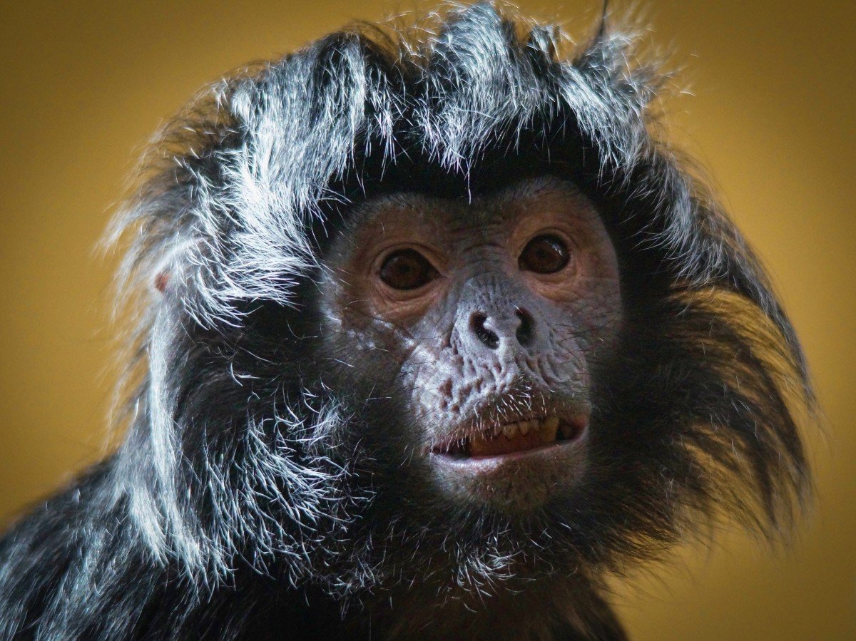 Тупой примат