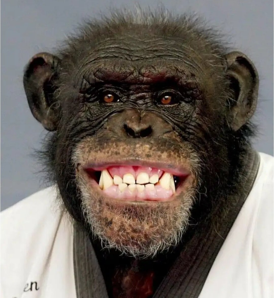 Обезьяна в парике