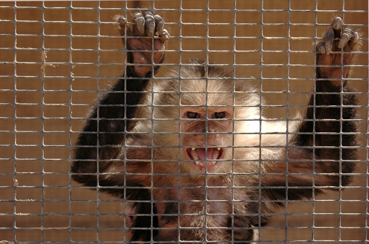 Обезьянка с языком