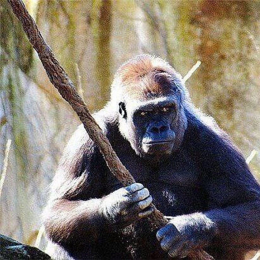 Обезьяна за рулем машины